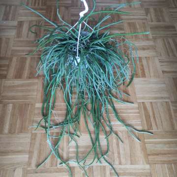 Rhipsalis wercklei