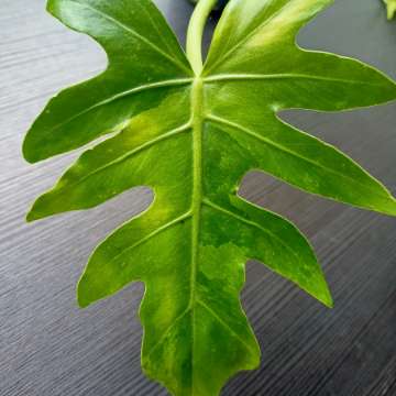 Philodendron Radiatum Variegata