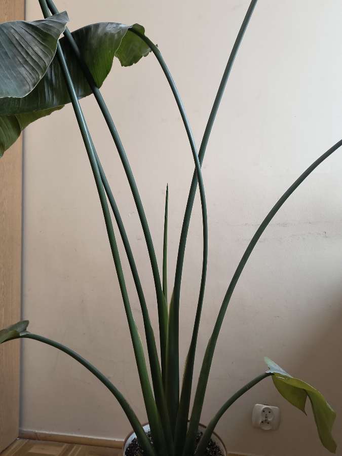 Strelitzia nicolai 2