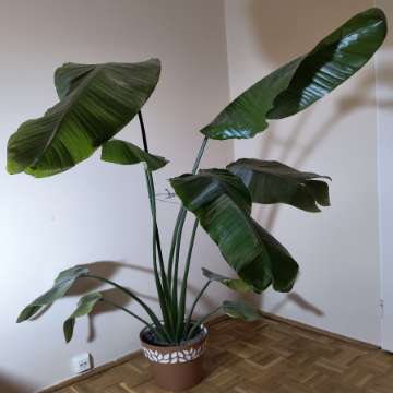 Strelitzia nicolai