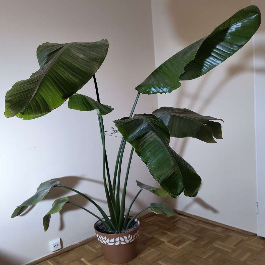 Strelitzia nicolai