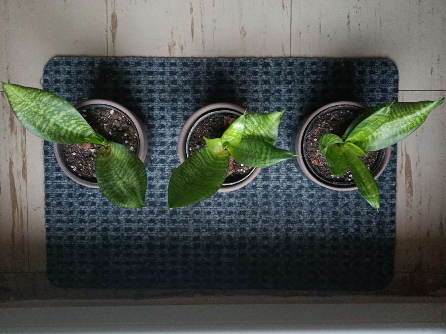 Sansevieria 2