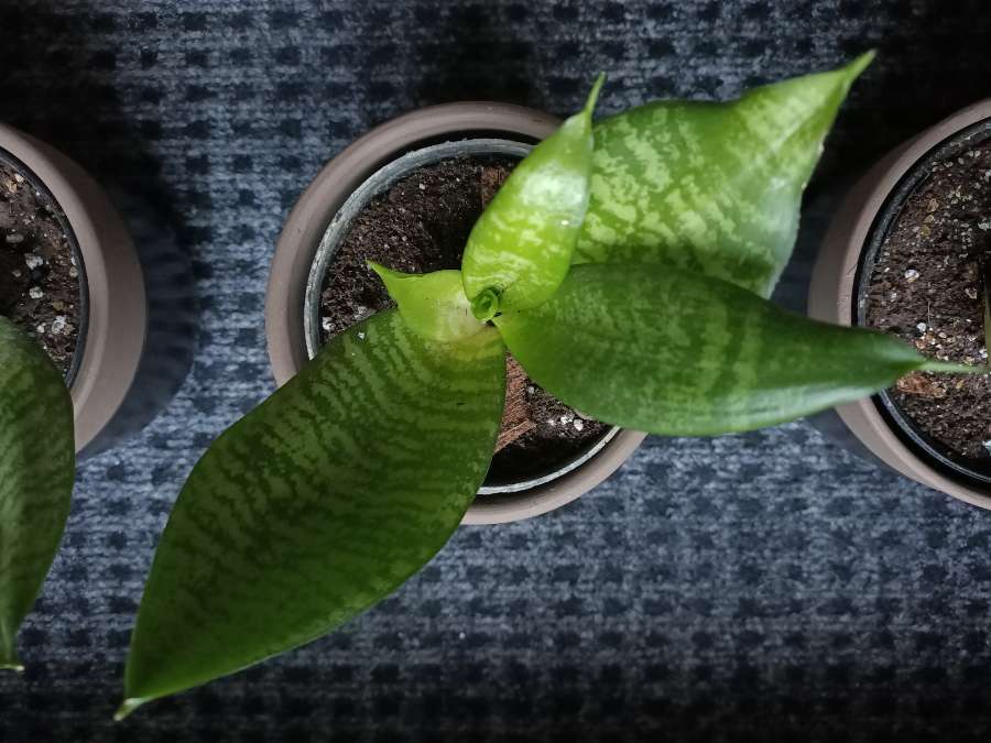 Sansevieria 5