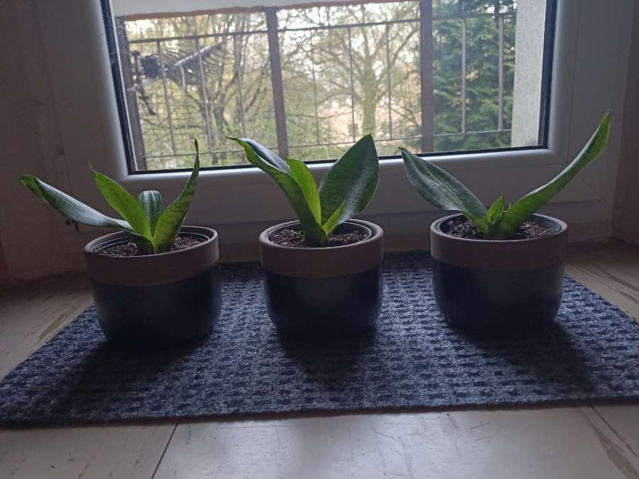 Sansevieria 3