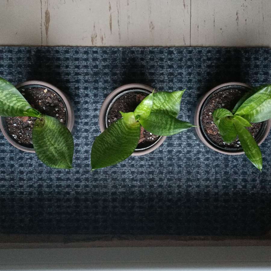 Sansevieria