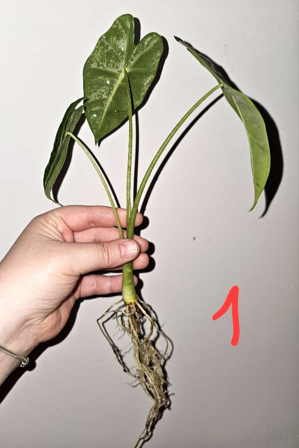 Alokazja micholitziana  2
