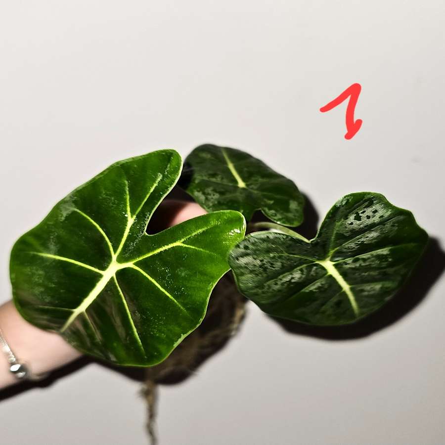 Alokazja micholitziana 