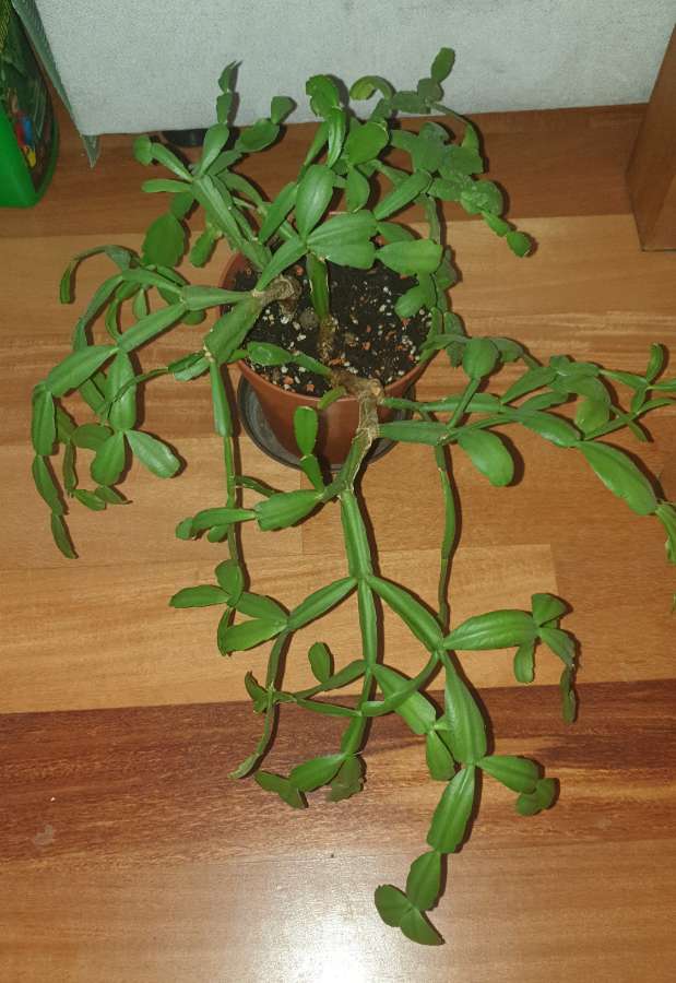 Grudnik lub wielkanocnik,nie znam dokładnego gatunku  4