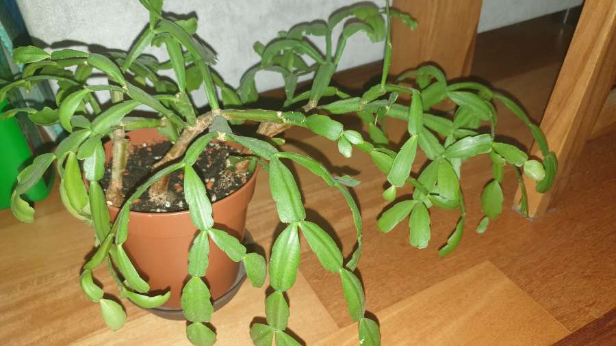 Grudnik lub wielkanocnik,nie znam dokładnego gatunku  2