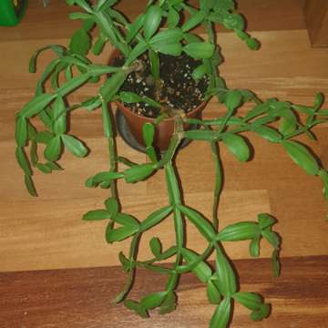 Grudnik lub wielkanocnik,nie znam dokładnego gatunku 