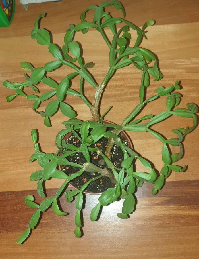 Grudnik lub wielkanocnik,nie znam dokładnego gatunku  3