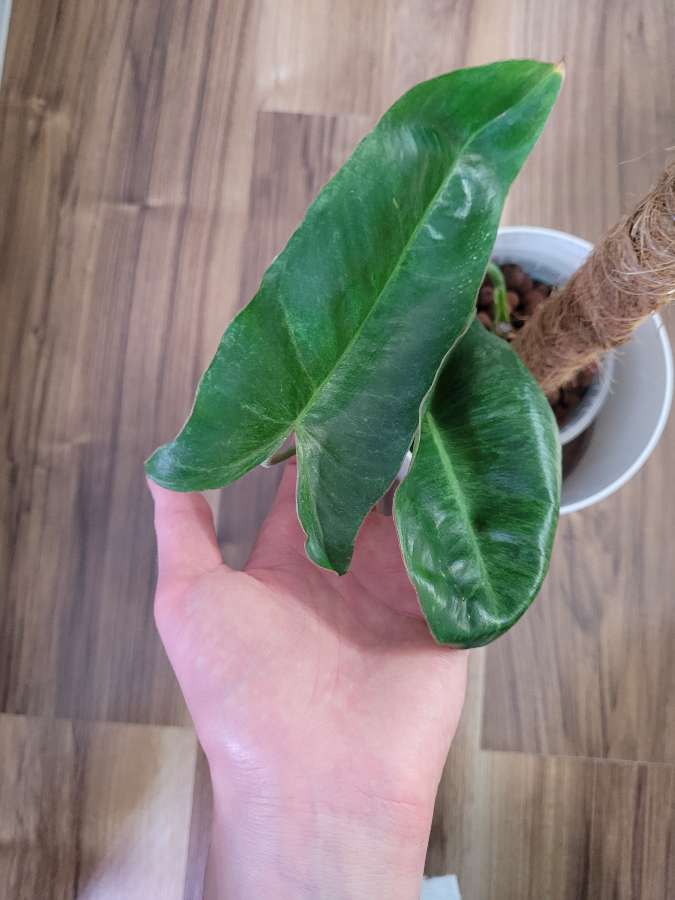 Philodendron paraiso 2