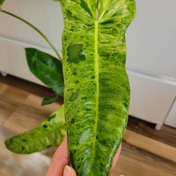 Philodendron paraiso