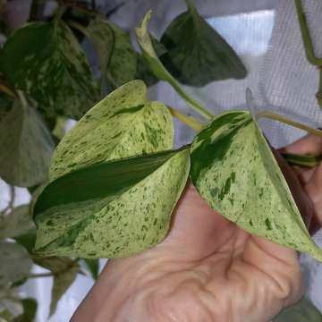 Epipremnum Marble Queen