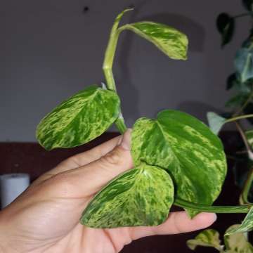Epipremnum Marble Queen