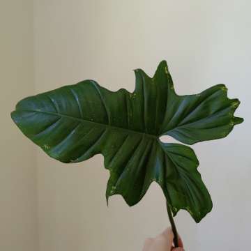 Philodendron golden dragon