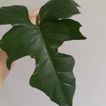 Philodendron golden dragon