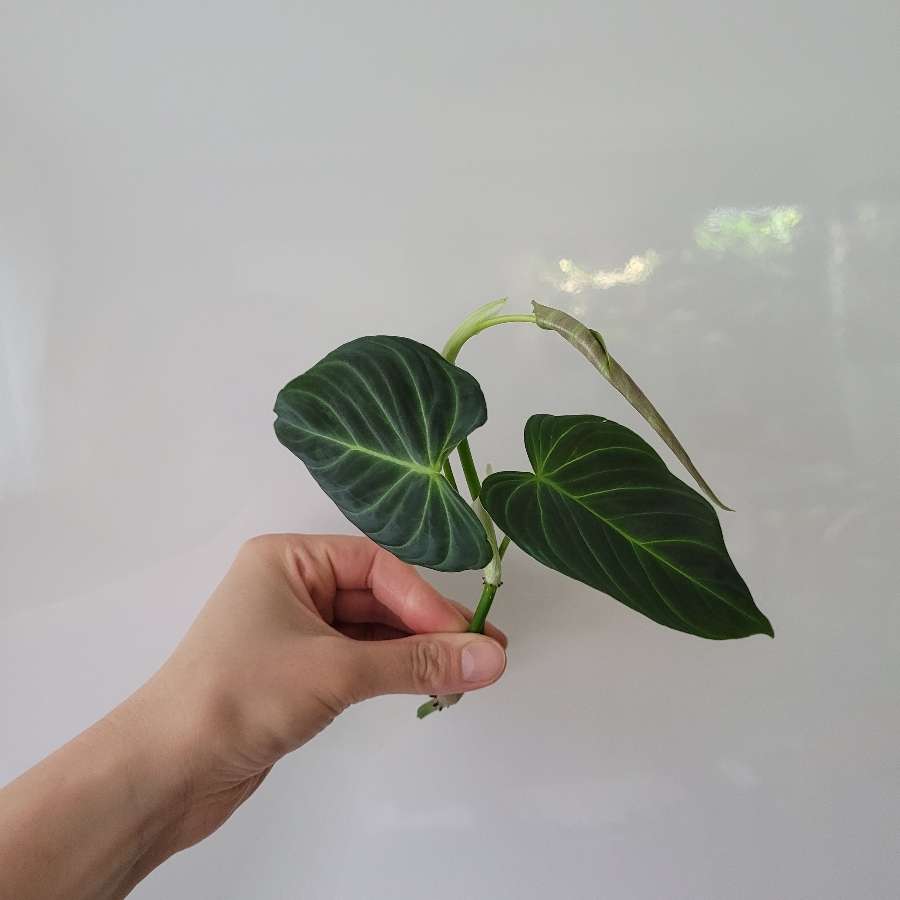 Philodendron splendid