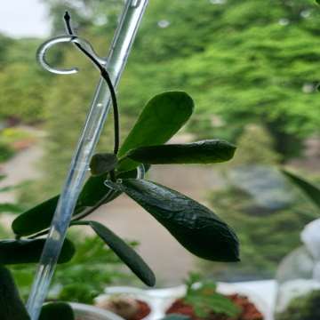 Hoya rotundiflora