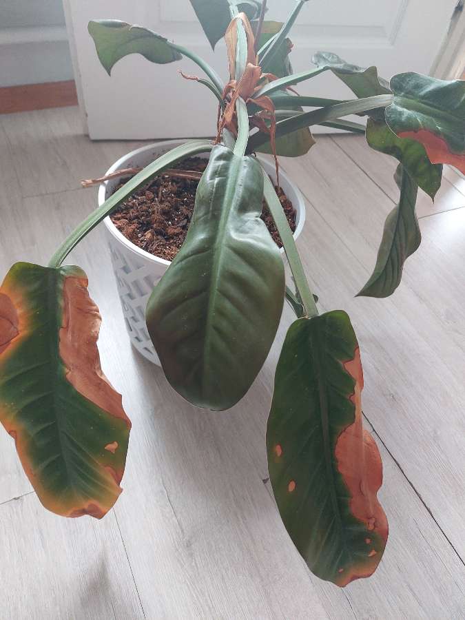 Philodendron 3