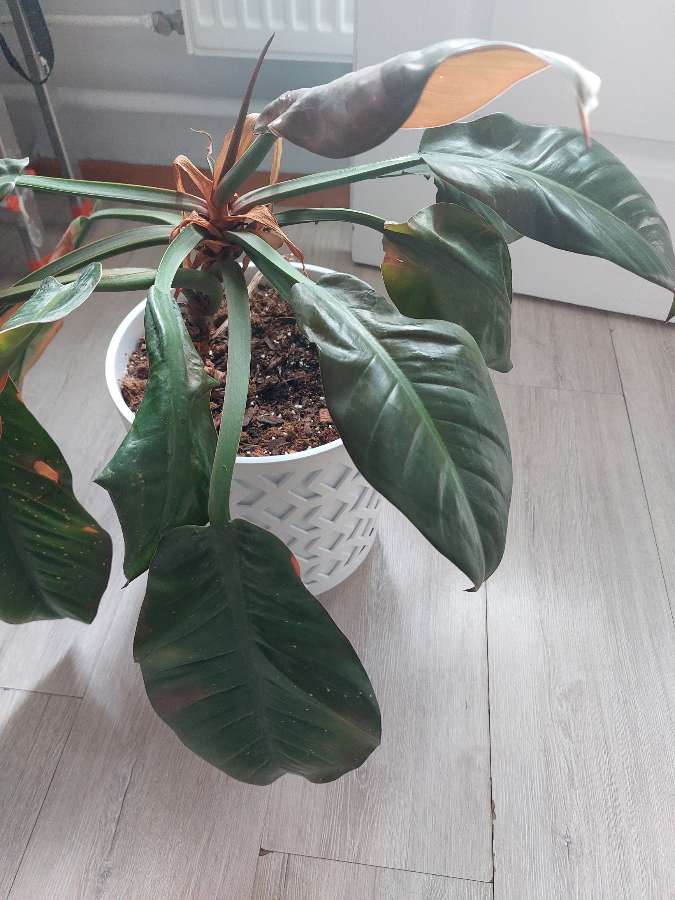 Philodendron 2
