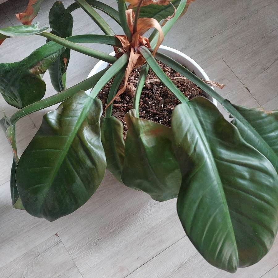Philodendron