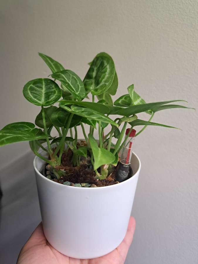 Anthurium NOID maluchy 3