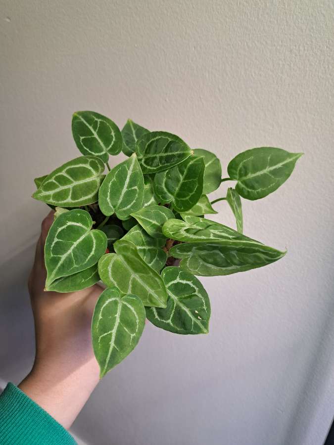 Anthurium NOID maluchy 4