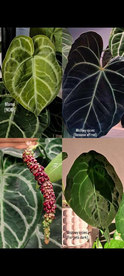 Anthurium NOID maluchy 2