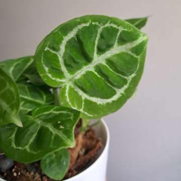 Anthurium NOID maluchy