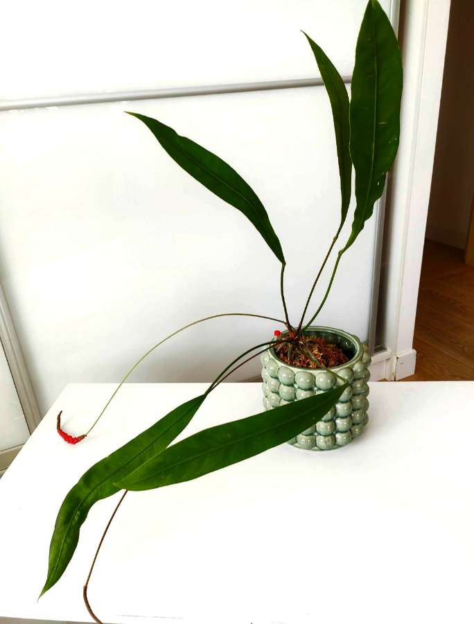 Anthurium Vittarifolium x siewki 2