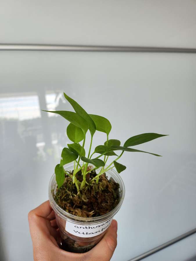 Anthurium Vittarifolium x siewki 4