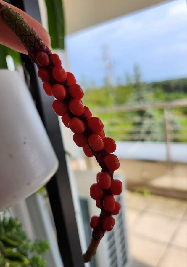 Anthurium Vittarifolium x siewki 3