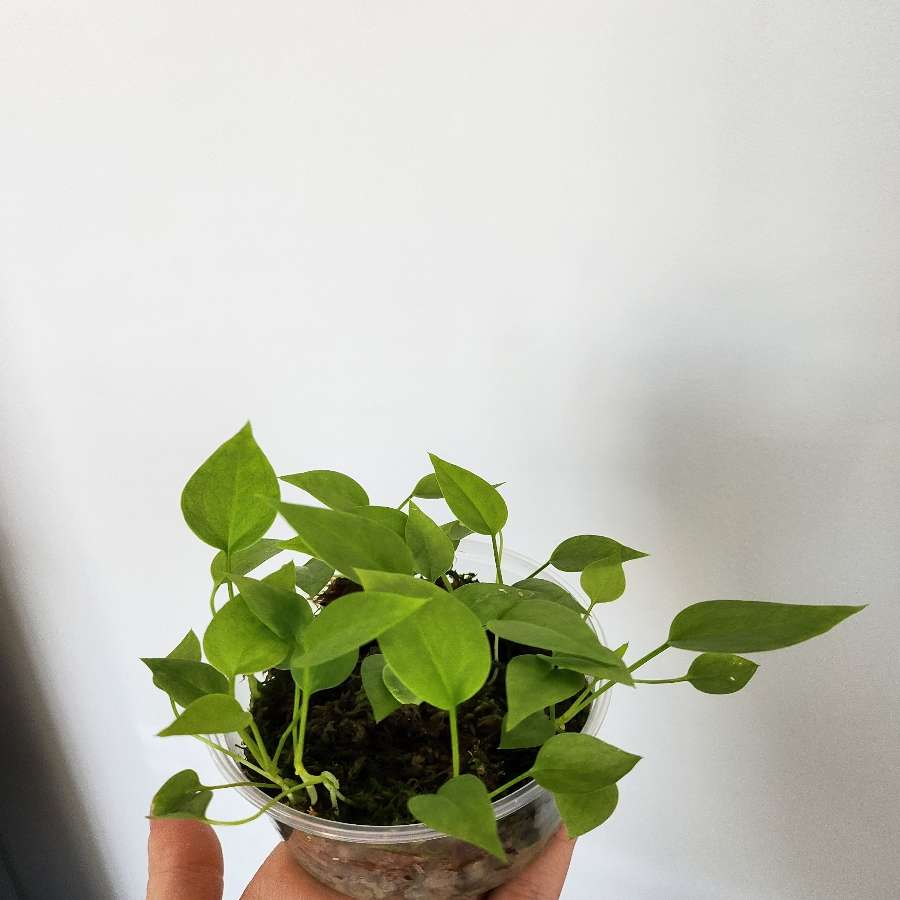 Anthurium Vittarifolium x siewki