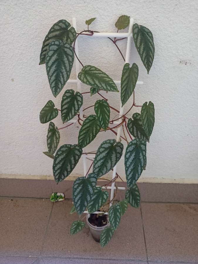 Cissus Discolor 2