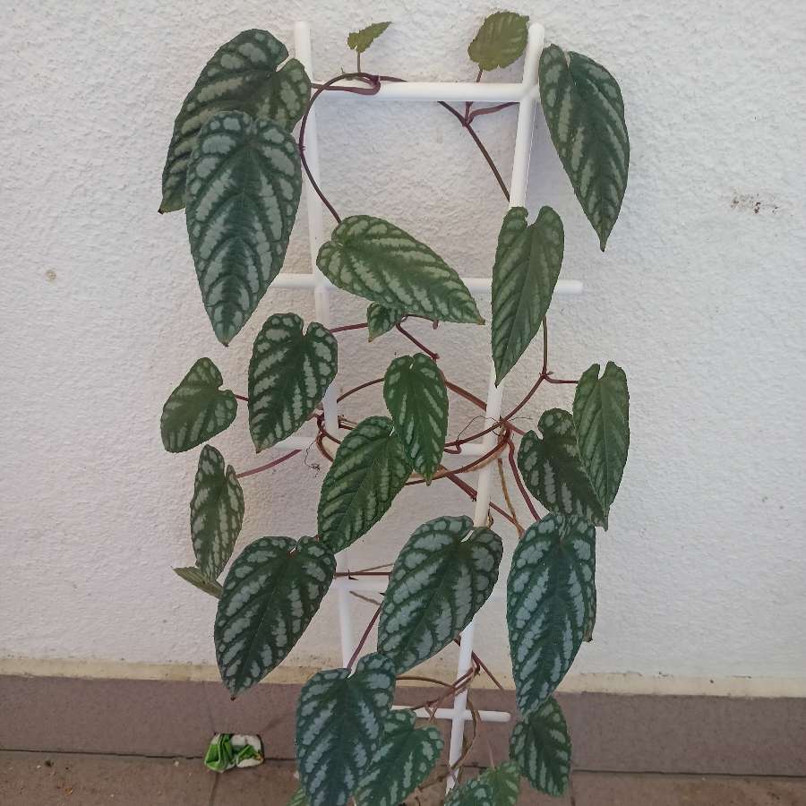 Cissus Discolor