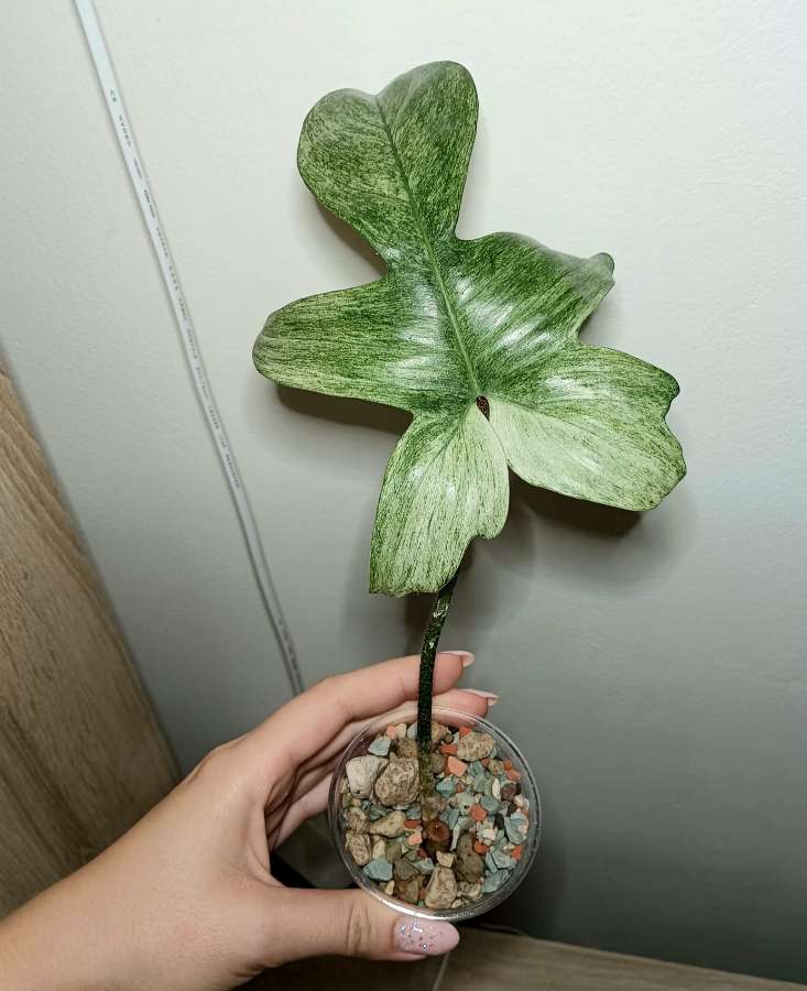 Filodendron florida ghost 2