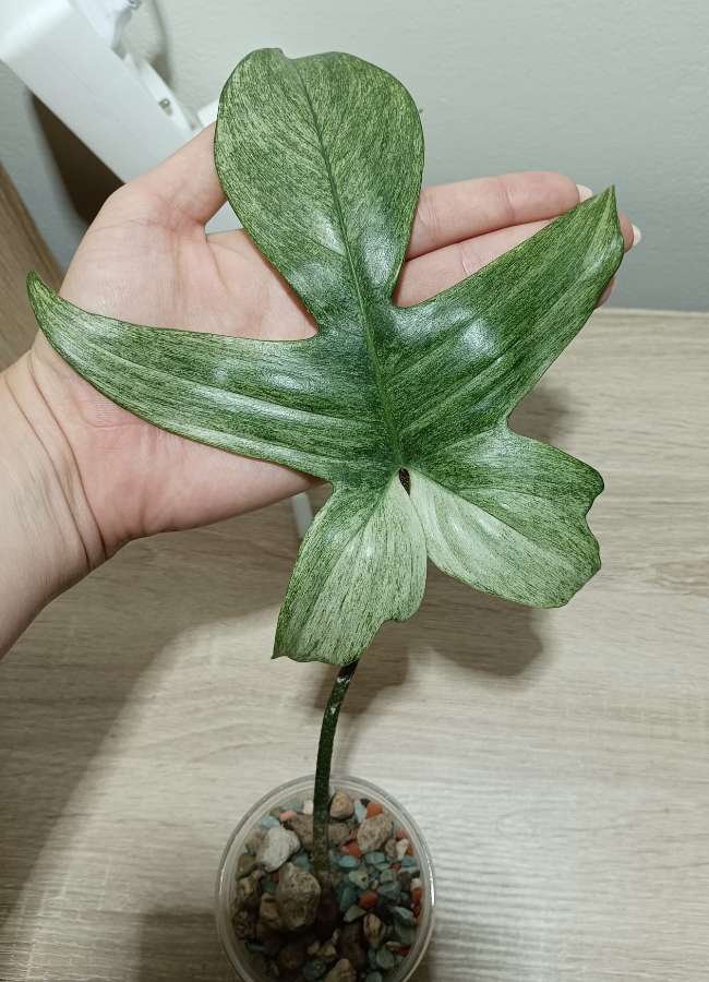 Filodendron florida ghost 3