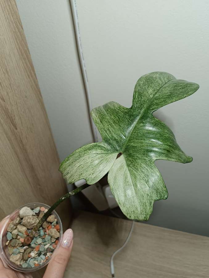 Filodendron florida ghost 4
