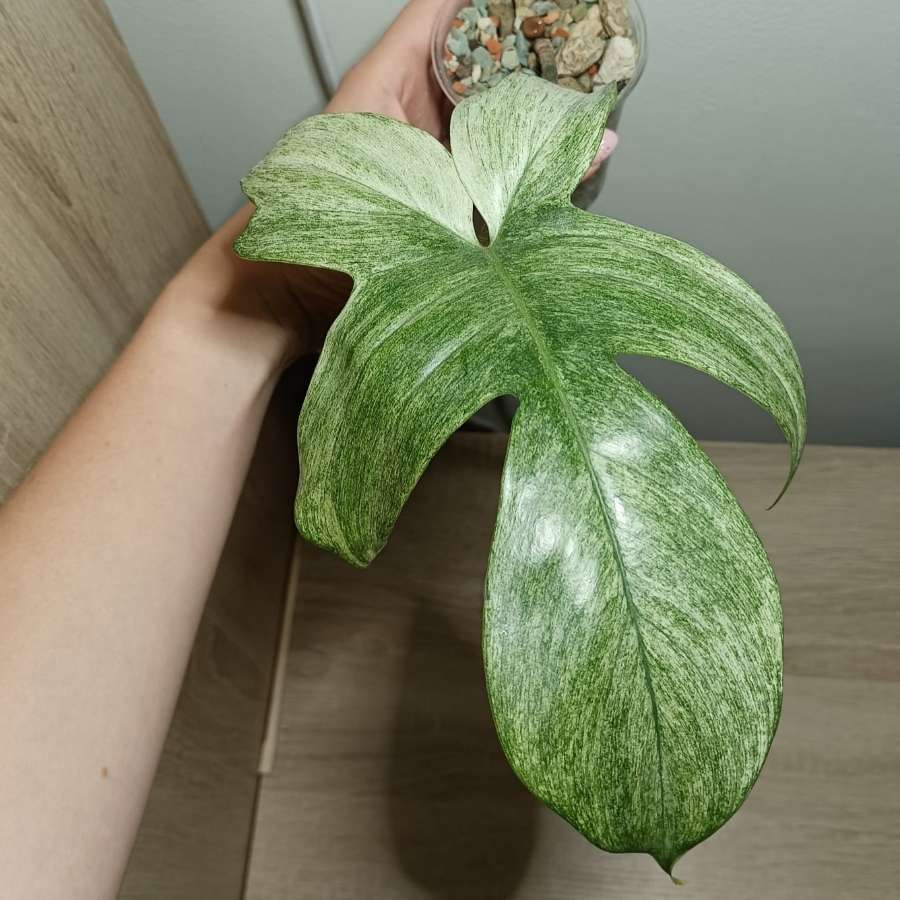 Filodendron florida ghost