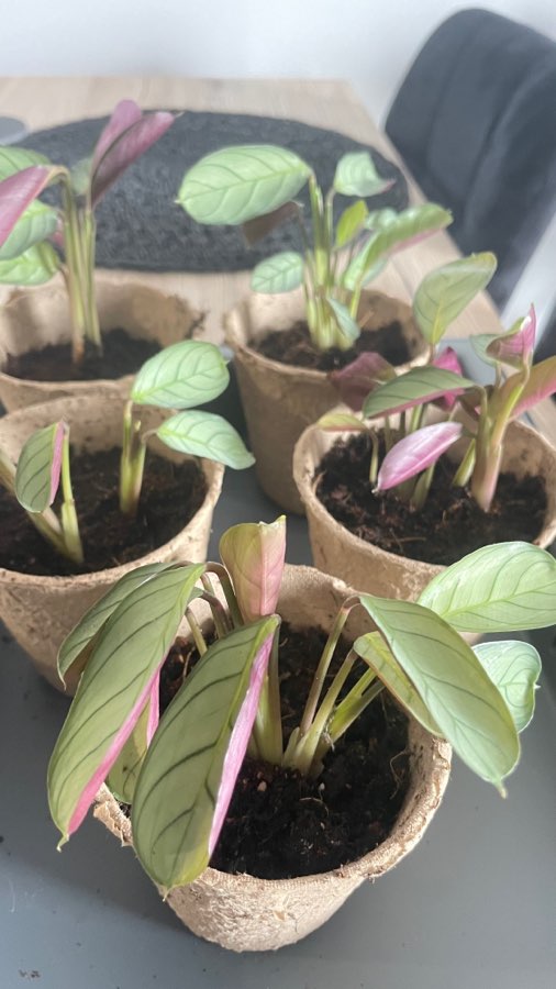 Ctenanthe burle-marxii 'Amagris' 2