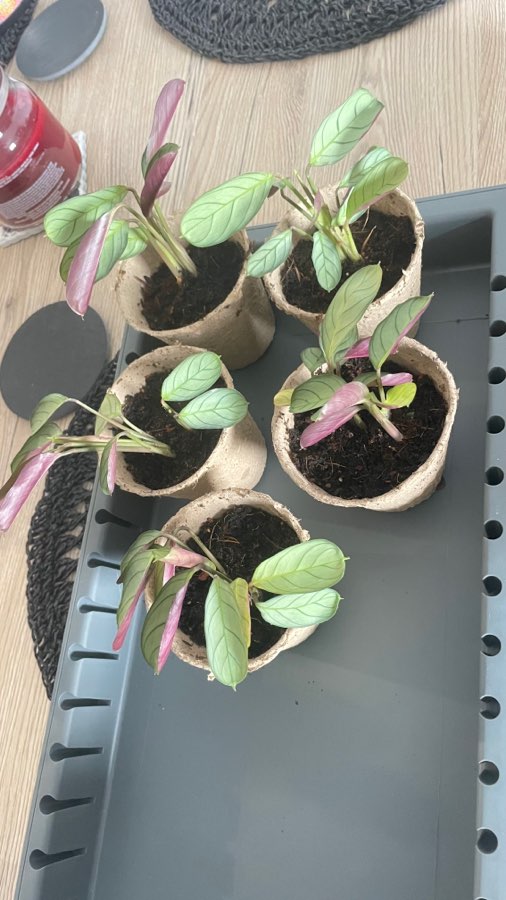 Ctenanthe burle-marxii 'Amagris' 5