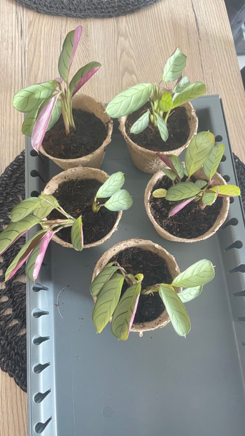 Ctenanthe burle-marxii 'Amagris' 3