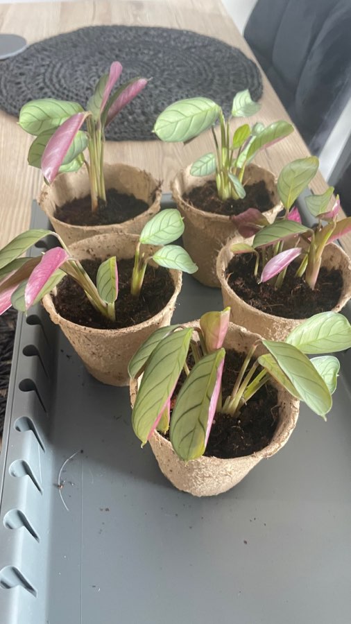 Ctenanthe burle-marxii 'Amagris' 4