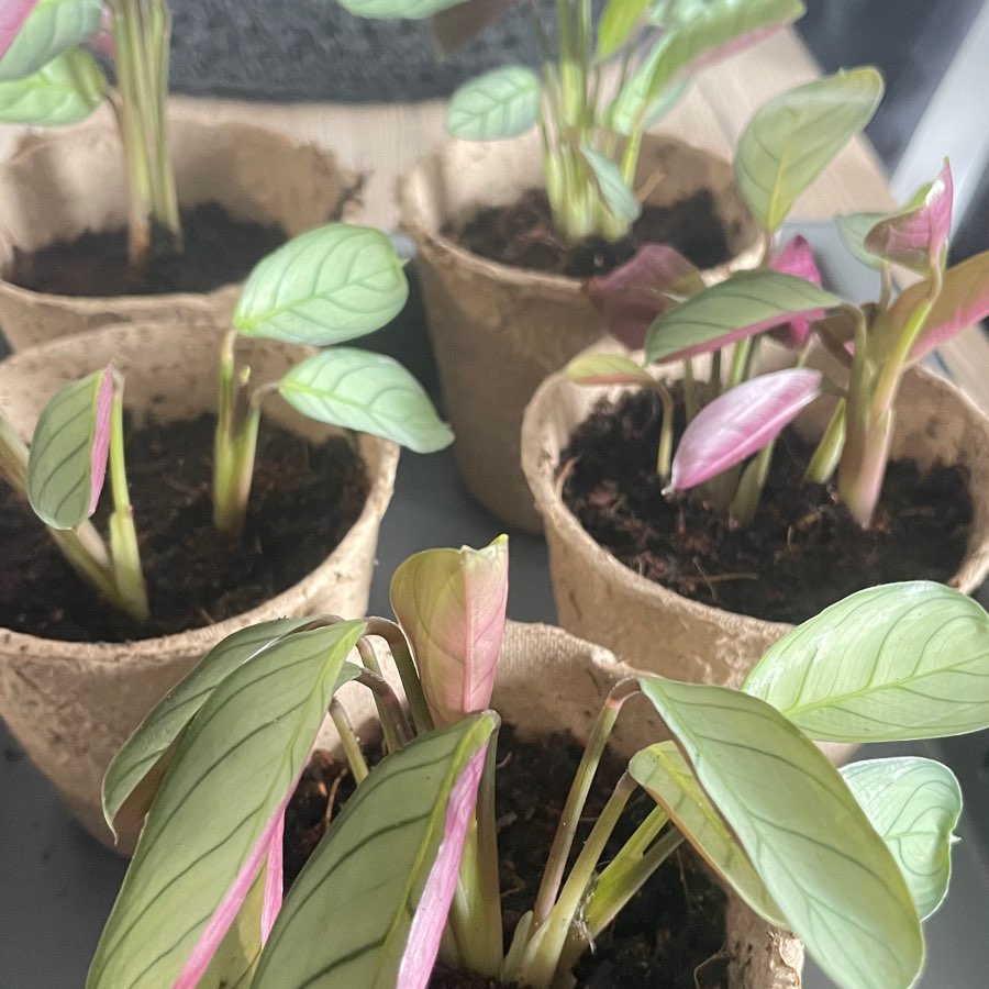 Ctenanthe burle-marxii 'Amagris'