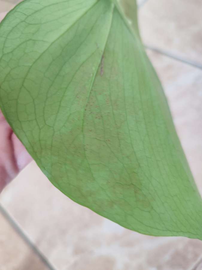 Monstera deliciosa 5