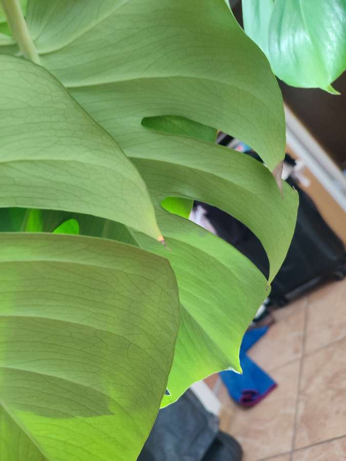 Monstera deliciosa 3