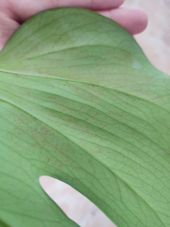 Monstera deliciosa 4