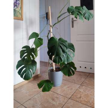Monstera deliciosa