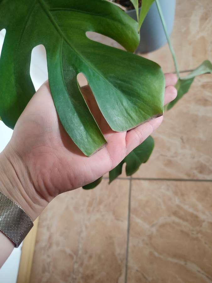 Monstera deliciosa 2
